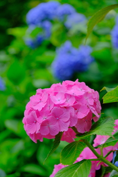 散歩の途中で。②