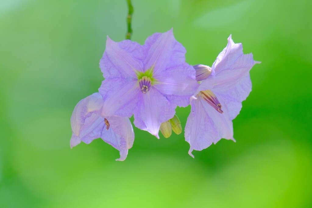 散歩の途中で。