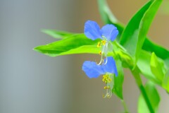 散歩の途中で。