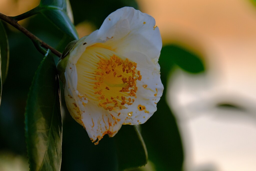 散歩の途中で。Ⅴ