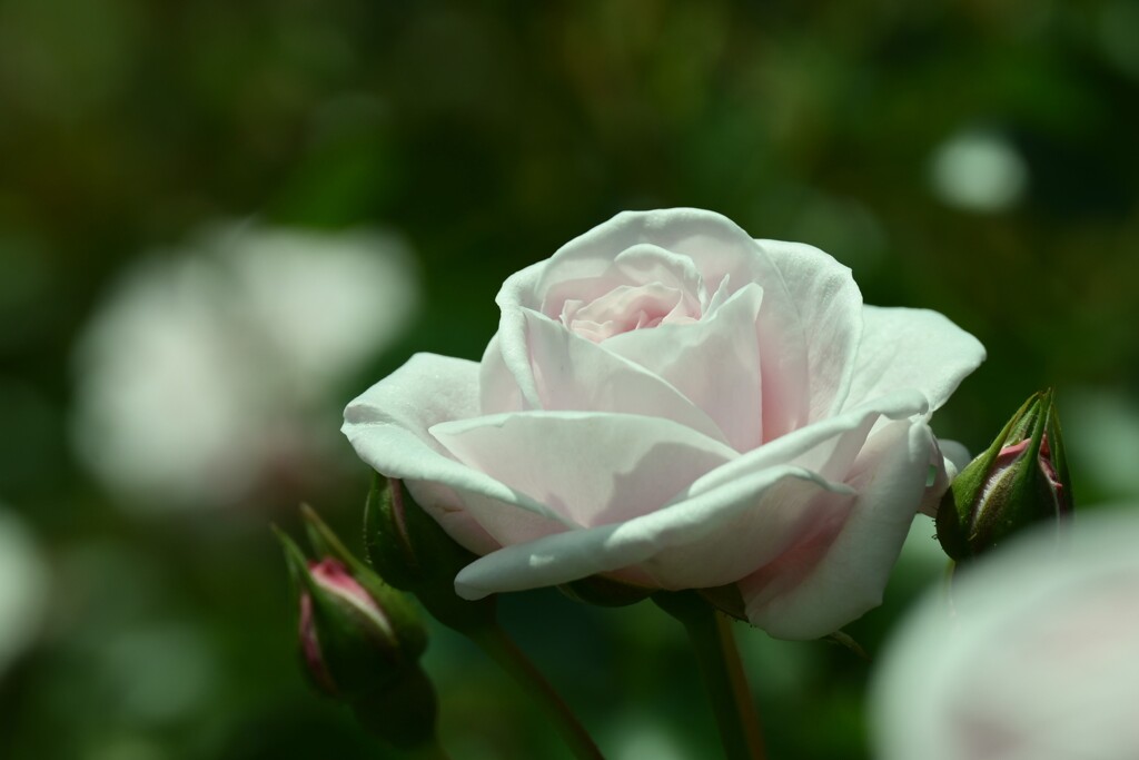 薔薇-４