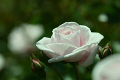 薔薇-４
