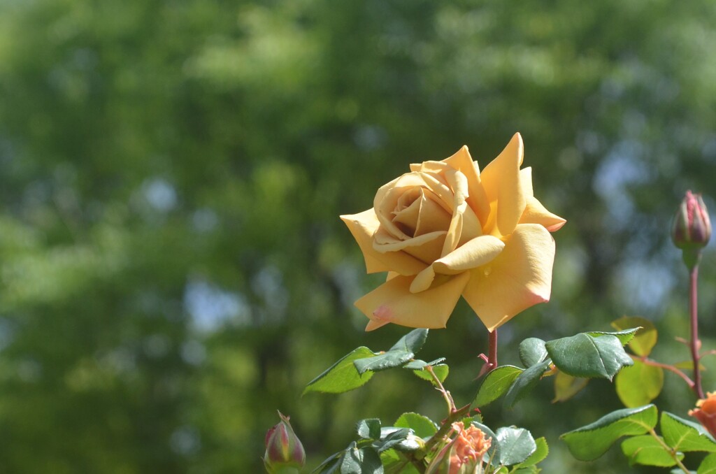 散歩の途中で。３