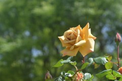 散歩の途中で。３