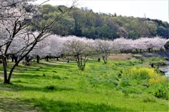 桜(藤沢引地川親水公園）7