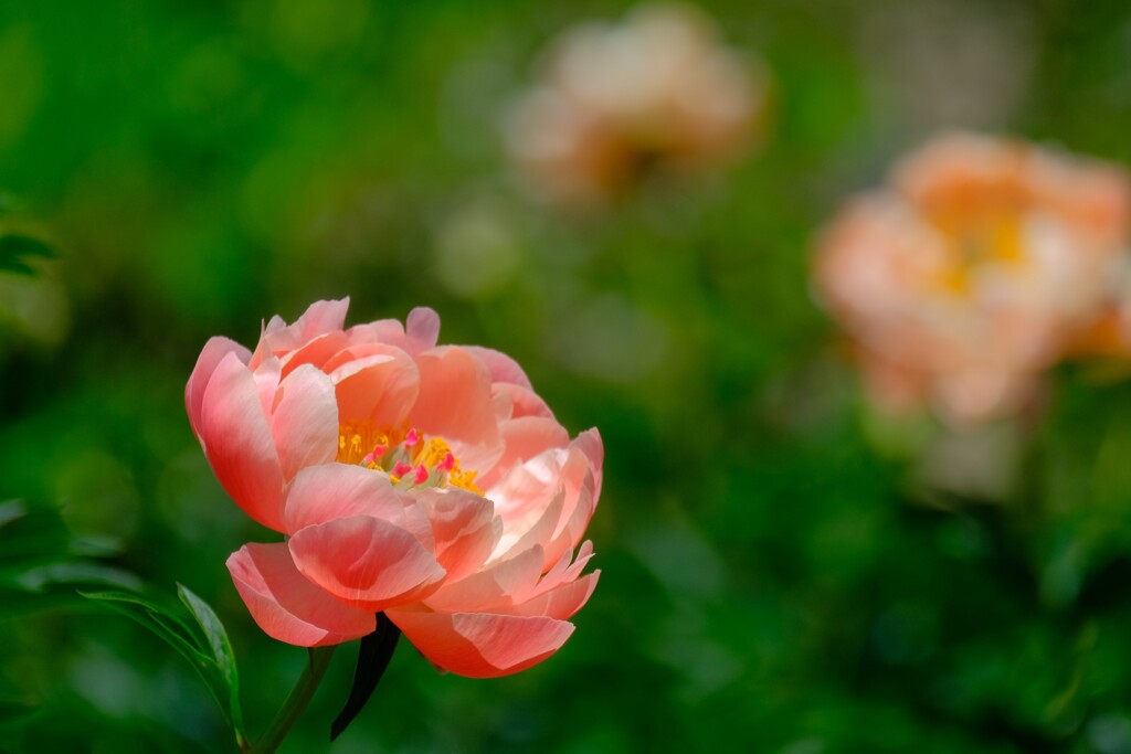 シャクヤク（４）