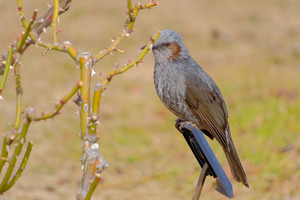 散歩の途中で。1