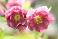 クリスマスローズ