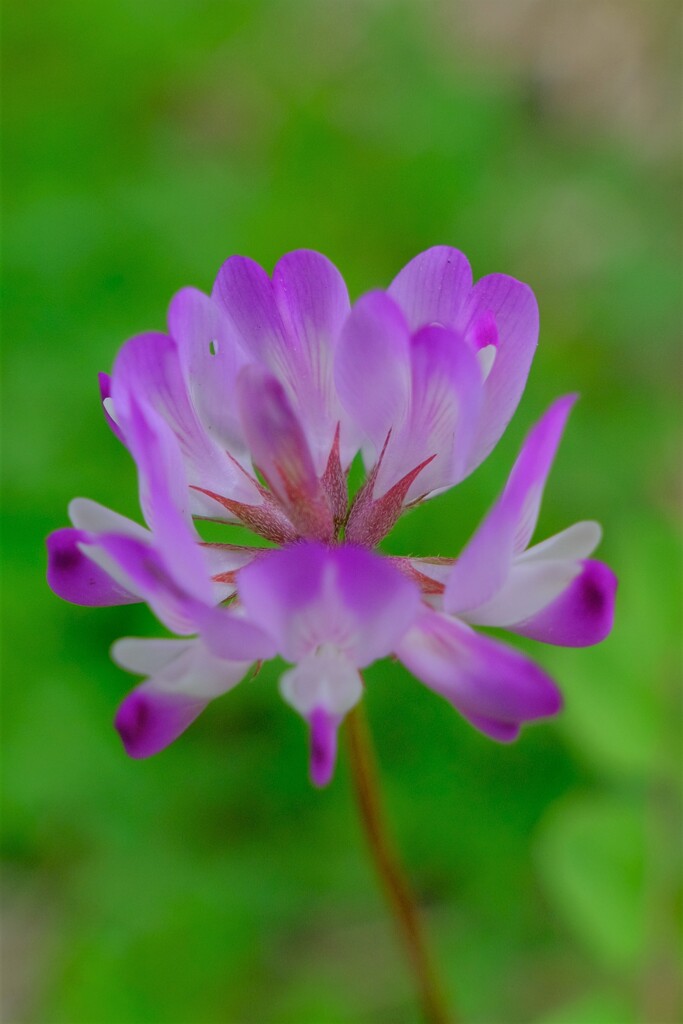 散歩の途中で。1