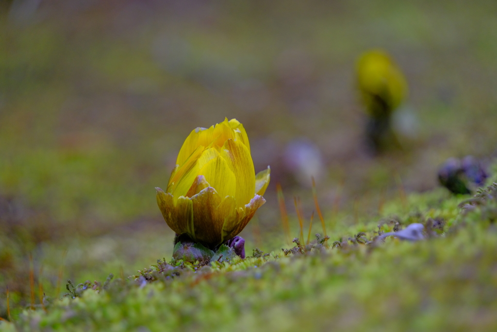 散歩の途中で。⑦