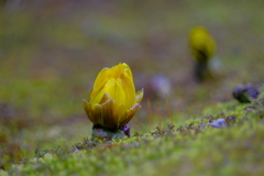 散歩の途中で。⑦