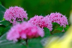 散歩の途中で。６