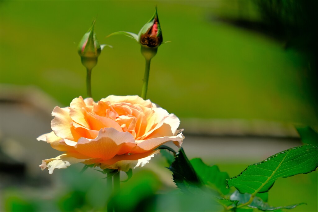 散歩の途中で。(16)