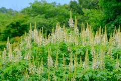 散歩の途中で。②