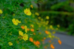 散歩の途中で。２