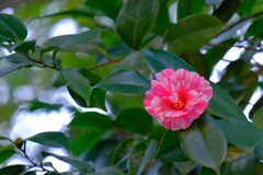 散歩の途中で。3