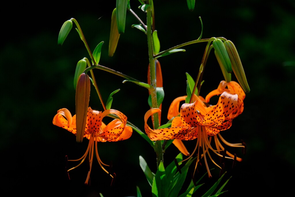 散歩の途中で。