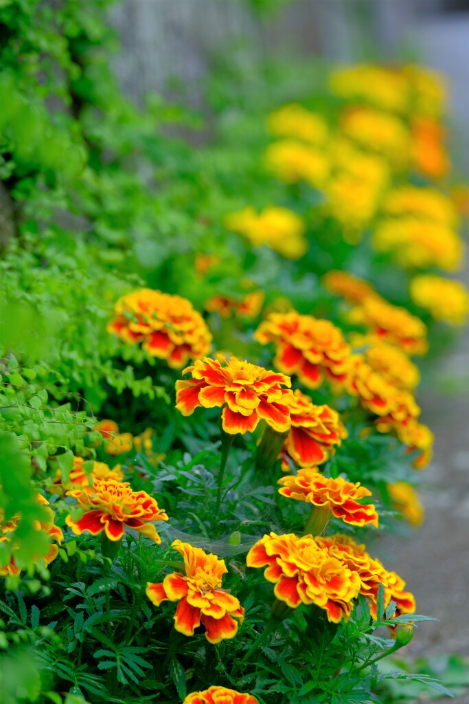 散歩の途中で。③