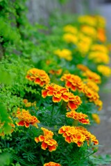 散歩の途中で。③