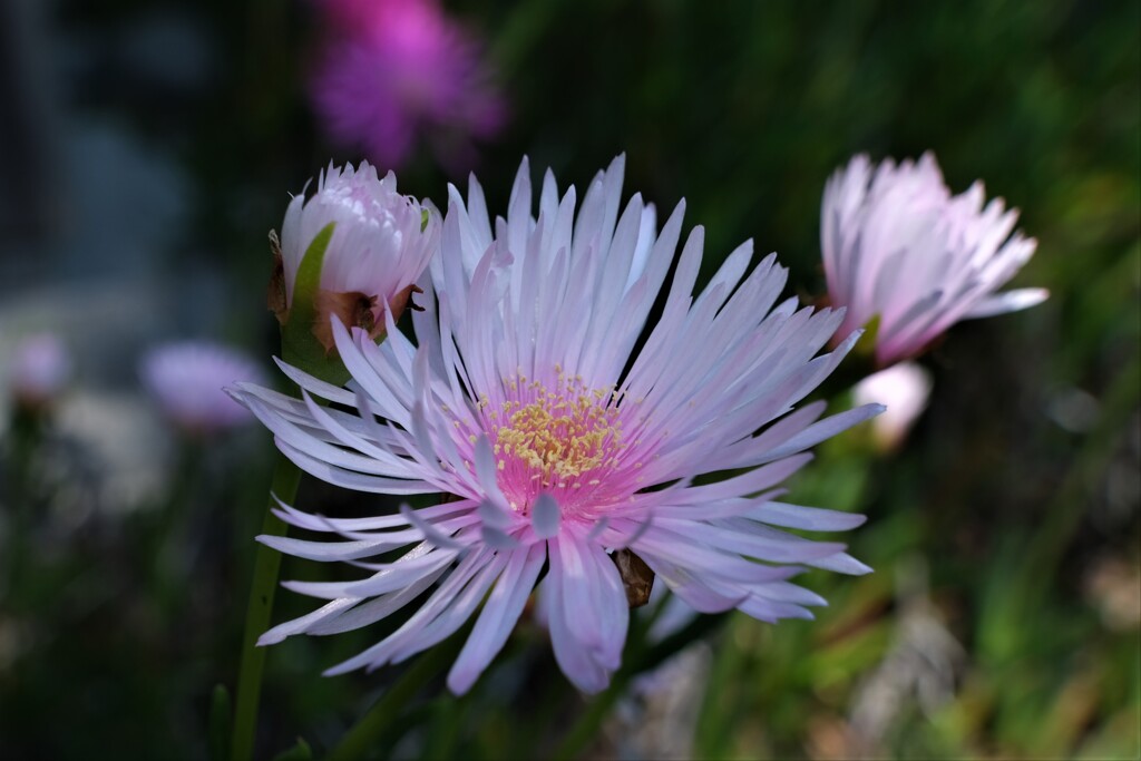 散歩の途中で。⑩