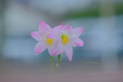 散歩の途中で。⑤