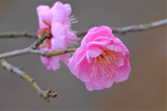 散歩の途中で。⑤