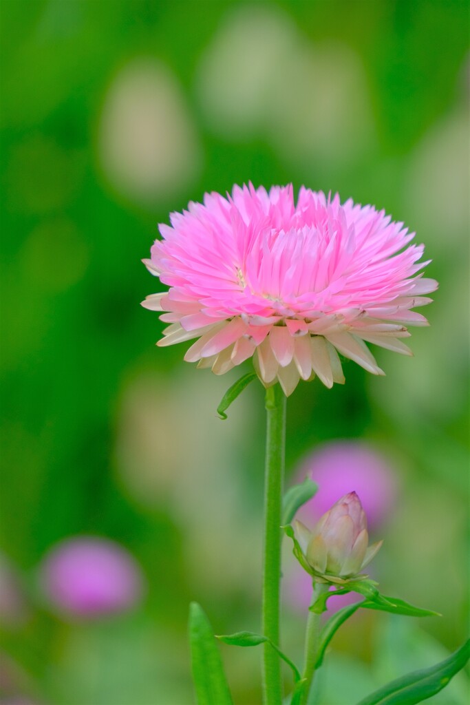 散歩の途中で。2