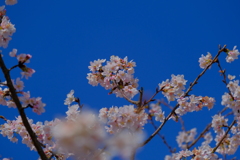 桜（３）
