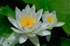 散歩の途中で。