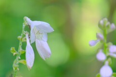 散歩の途中で。