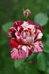 薔薇-９