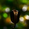 野草の種