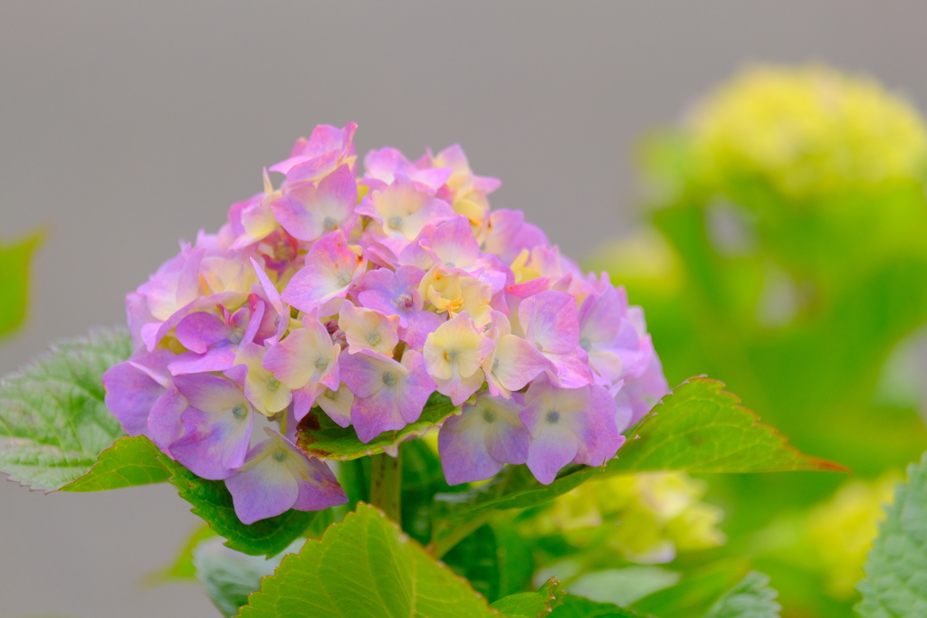 (4)散歩の途中で。16