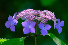 （４）散歩の途中で。13