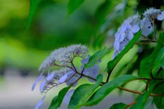 散歩の途中で。⑤