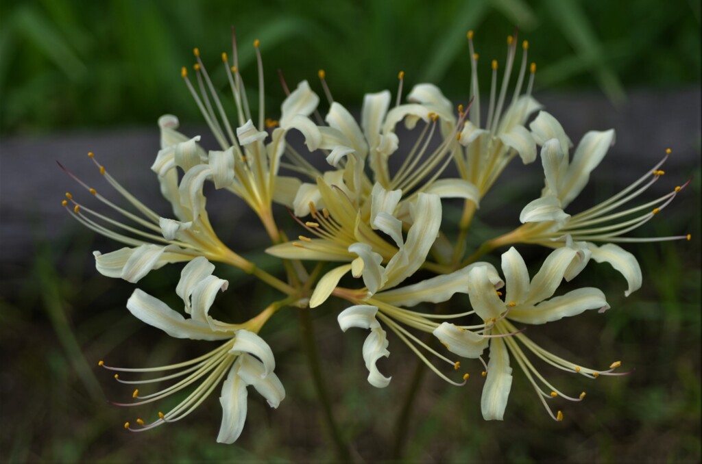 散歩の途中で。6