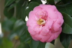 DSCF5120