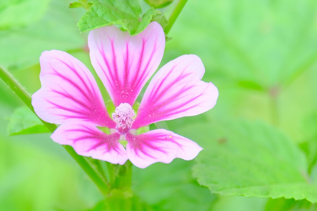 （２）散歩の途中で。-９