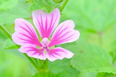 （２）散歩の途中で。-９