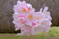 散歩の途中で。9