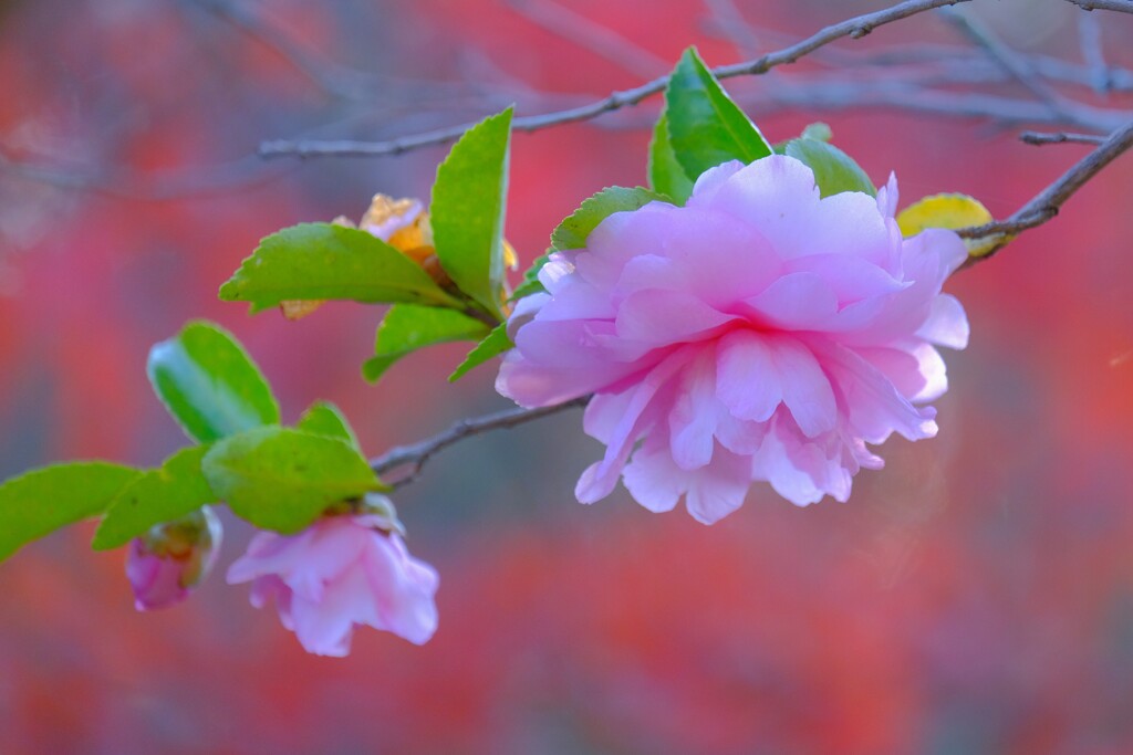 散歩の途中で、Ⅵ