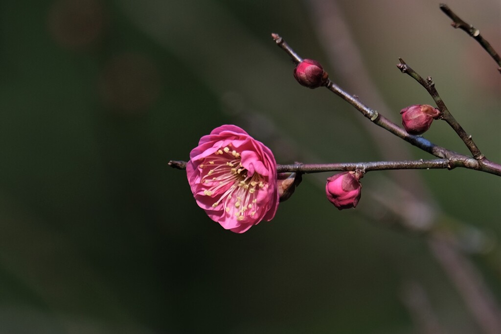 紅梅