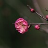 紅梅