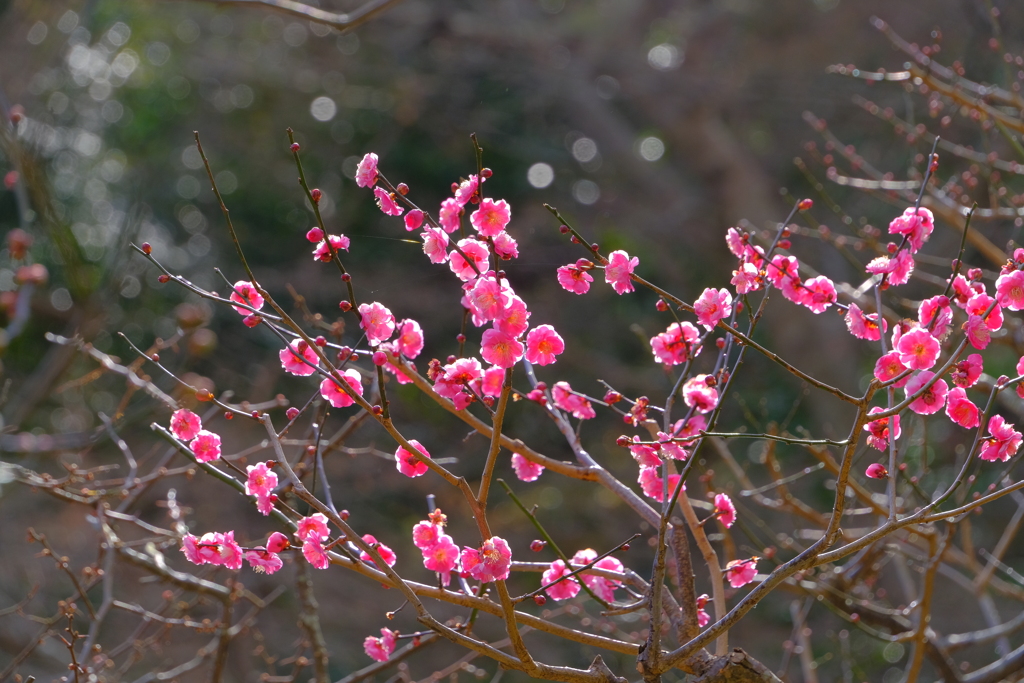 散歩の途中で。６