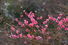 散歩の途中で。６