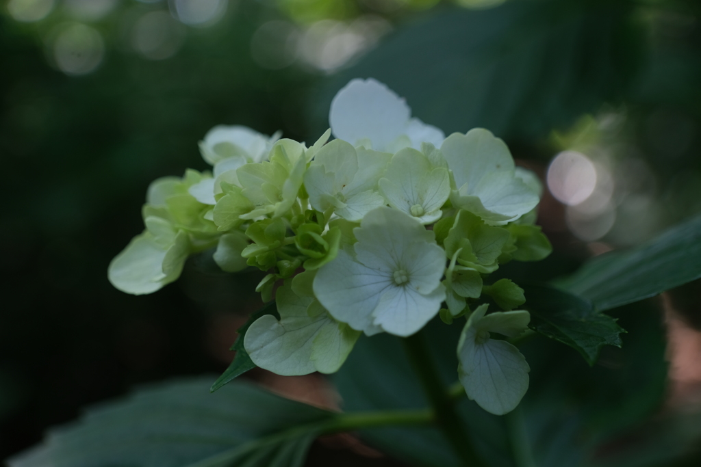 散歩の途中で。Ⅵ