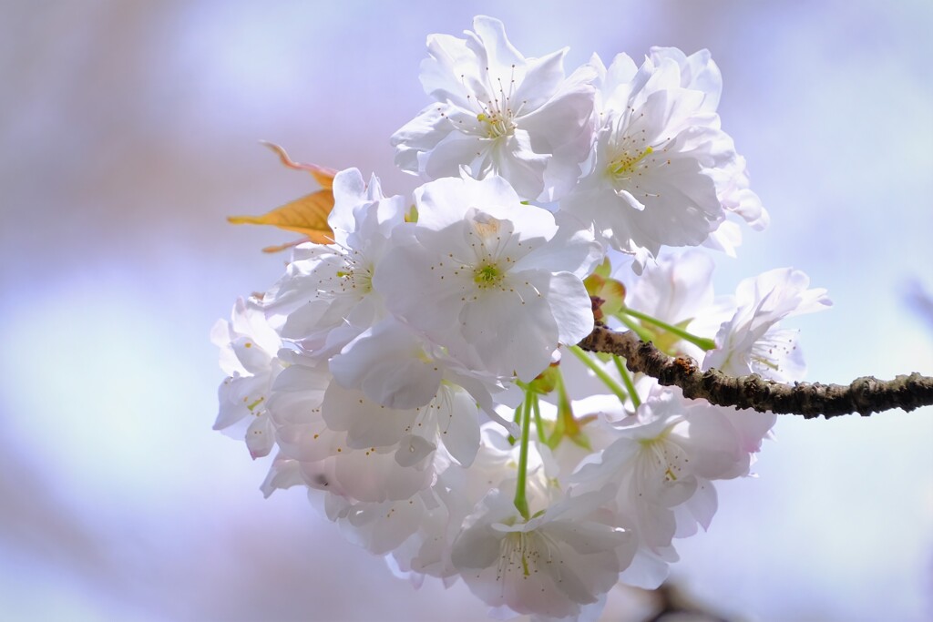 散歩の途中で。Ⅹ