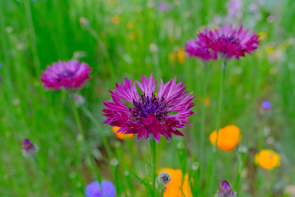 散歩の途中で。8