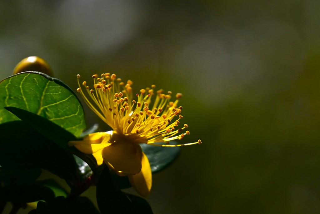 セイヨウオトギリ