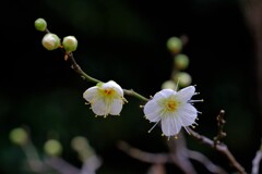 散歩の途中で。③